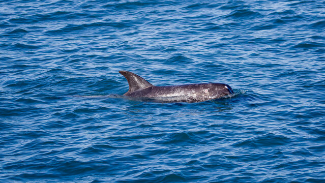 Risso's dolphine in Hualien, Taiwan