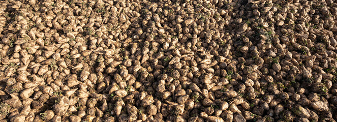 Freshly harvested pile of sugar beets in the field, symbolizing agriculture and harvest season