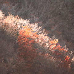 autumn forest in the morning