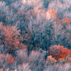 autumn forest in the morning