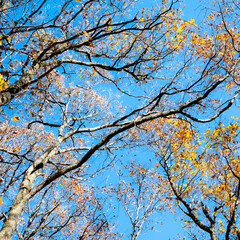 autumn forest in the morning