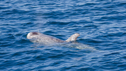 Fototapeta premium Risso's dolphine in Hualien, Taiwan