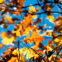 autumn forest in the morning