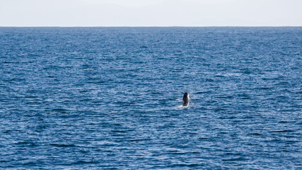 Obraz premium Risso's dolphine in Hualien, Taiwan