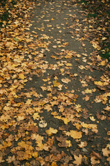 A path covered in autumn leaves