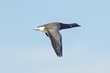 Brent Goose (Branta bernicla) - North Atlantic Coastal Goose