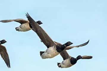 Brent Goose (Branta bernicla) - North Atlantic Coastal Goose