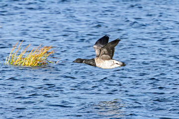 Brent Goose (Branta bernicla) - North Atlantic Coastal Goose