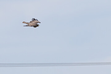 Common Buzzard (Buteo buteo) - European Woodland Raptor
