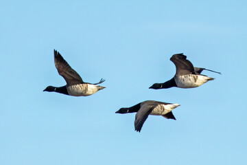 Fototapeta premium Brent Goose (Branta bernicla) - North Atlantic Coastal Goose