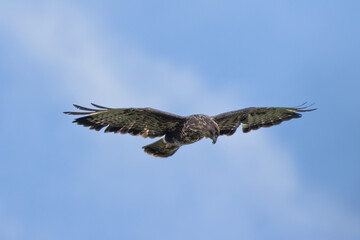 Common Buzzard (Buteo buteo) - European Woodland Raptor