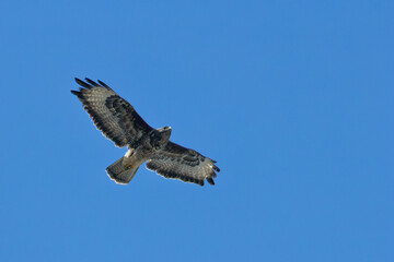 Common Buzzard (Buteo buteo) - European Woodland Raptor