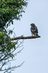 Common Buzzard (Buteo buteo) - European Woodland Raptor