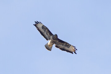 Common Buzzard (Buteo buteo) - European Woodland Raptor