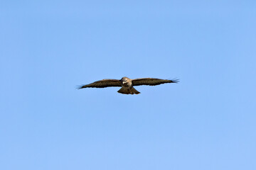 Common Buzzard (Buteo buteo) - European Woodland Raptor