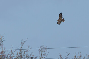 Common Buzzard (Buteo buteo) - European Woodland Raptor