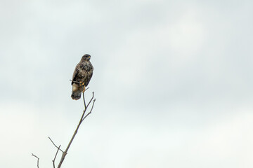 Common Buzzard (Buteo buteo) - European Woodland Raptor