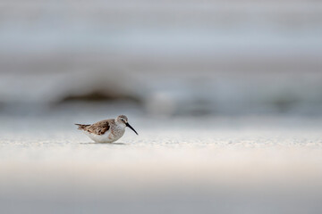 Curlew Sandpiper, Calidris ferruginea, Barr Al Hikman, Oman