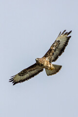 Common Buzzard (Buteo buteo) - European Woodland Raptor
