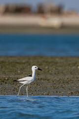 Crab-Plover, Dromas ardeola, Barr Al Hikman, Oman