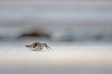 Curlew Sandpiper, Calidris ferruginea, Barr Al Hikman, Oman