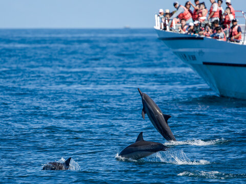 Spinner Dolphin in Hualien & Yilan, Taiwan