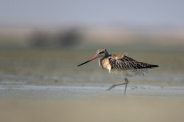 Bar-tailed Godwit, Limosa lapponica, Barr Al Hikman, Oman
