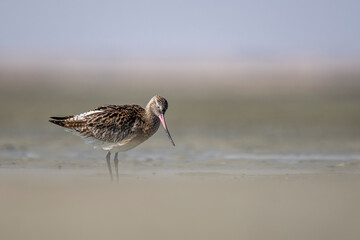 Bar-tailed Godwit, Limosa lapponica, Barr Al Hikman, Oman