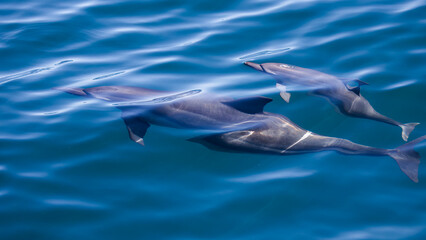 Fototapeta premium Spinner Dolphin in Hualien, Taiwan 