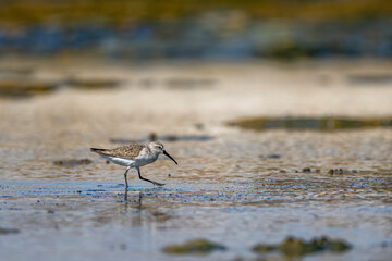 Dunlin, Calidris alpina, Barr Al Hikman, Oman