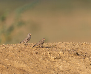  Pair of Trumpeter Finch