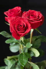 Vertical shot of an elegant red rose bouquet with fresh dewdrops, isolated on a black background. Perfect for concepts of love, romance, passion, and celebrations. Copy space.