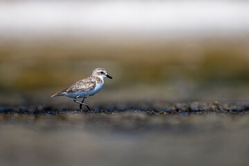 Greater Sand Plover, Charadrius leschenaultii, Barr Al Hikman, Oman