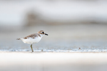 Greater Sand Plover, Charadrius leschenaultii, Barr Al Hikman, Oman