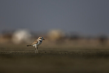 Greater Sand Plover, Charadrius leschenaultii, Barr Al Hikman, Oman