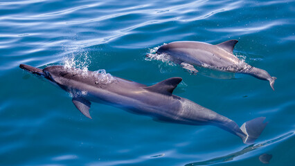 Fototapeta premium Spinner Dolphin in Hualien & Yilan, Taiwan
