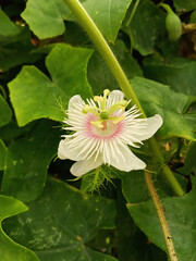 The rambusa flower is known as Passiflora foetida or stinking passion flower, with white petals with a pink center and unique filaments or crowns, the leaves emit an unpleasant odor when crushed.