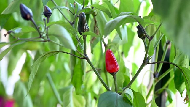 Small hot chili peppers in a pot. Urban gardening and home cultivation of aromatic vegetables.