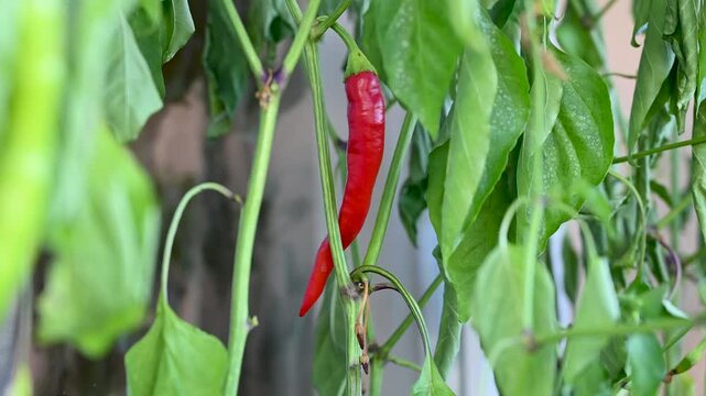 Red hot chili peppers ripening in a pot on a balcony garden. Growing chilli peppers in the city. 