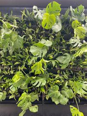 Living plants on the wall.