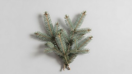 A delicate sprig of evergreen branches with a light dusting of frost