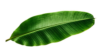 Obraz premium Fresh green banana leaf with water droplets isolated on transparent background
