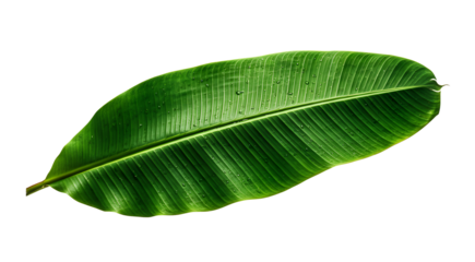 Fresh green banana leaf with water droplets isolated on transparent background