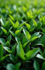 Obraz premium Closeup shows green tea leaves with intricate textures. Lush foliage shines in soft light. Leaves form dense garden, symbolising fresh growth, plant life. Photo evokes eco awareness, natural beauty.