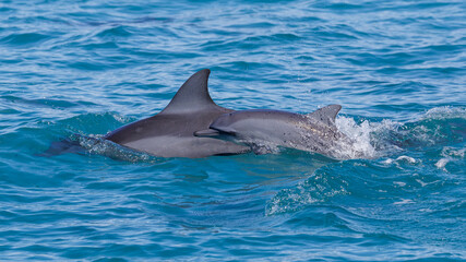 Fototapeta premium Spinner Dolphin in Hualien, Taiwan 