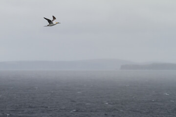flying gannet with the Shetland islands in background