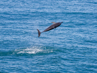 Fototapeta premium Spinner Dolphin in Hualien, Taiwan 