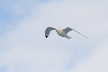 flying kittiwake
