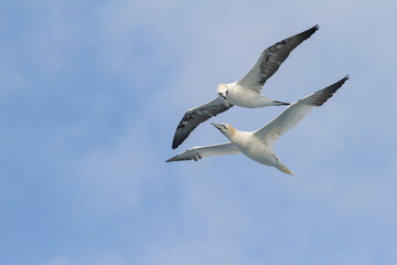 two flying interacting gannets