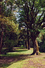 Fototapeta premium Trees forest path swing grass sunlight nature park scene with large oak trunks lining a grassy trail, a rope swing hanging from a branch and dappled sun creating a peaceful woodland setting.